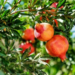 Pomegranate Trees Live Plants - 2 to 3 Feet Tall, 1 Gallon Pot