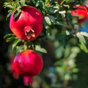 Pomegranate Trees Live Plants - 2 to 3 Feet Tall, 1 Gallon Pot