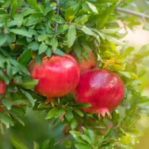Pomegranate Trees Live Plants - 2 to 3 Feet Tall, 1 Gallon Pot