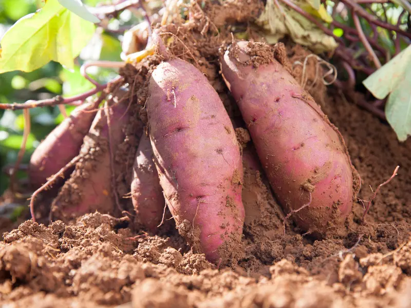 Sweet Potatoes, Vegetables to Plant in April
