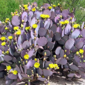 Prickly Pear Cactus Plant - Opuntia Santa Rita - Live Cactus 3 inch pot