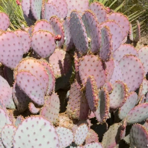 Prickly Pear Cactus Plant - Opuntia Santa Rita - Live Cactus 3 inch pot