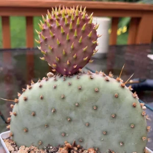 Prickly Pear Cactus Plant - Opuntia Santa Rita - Live Cactus 3 inch pot
