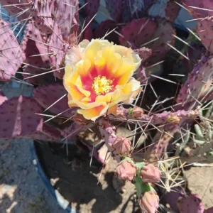 Prickly Pear Cactus Plant - Opuntia Santa Rita - Live Cactus 3 inch pot