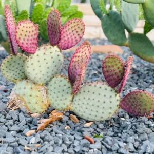 Prickly Pear Cactus Plant - Opuntia Santa Rita - Live Cactus 3 inch pot