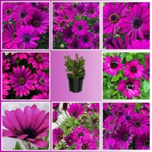 Purple African Daisy Osteospermum Plants - 4 Inch Potted Garden Flowers
