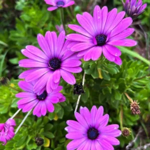 Purple African Daisy Osteospermum Plants - 4 Inch Potted Garden Flowers