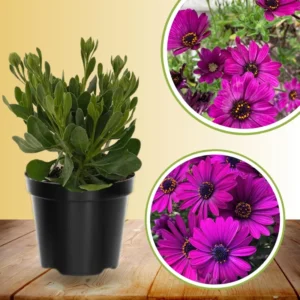 Purple African Daisy Osteospermum Plants - 4 Inch Potted Garden Flowers