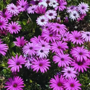 Purple African Daisy Osteospermum Plants - 4 Inch Potted Garden Flowers