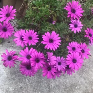 Purple African Daisy Osteospermum Plants - 4 Inch Potted Garden Flowers