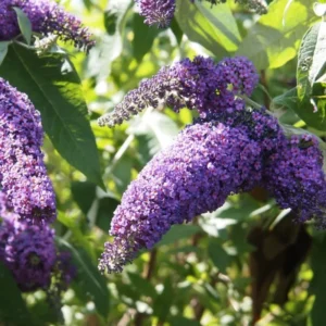 Purple Butterfly Bush Plant Live 4 Inches, Blooming Shrub