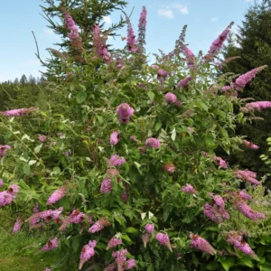 Purple Butterfly Bush Plant Live 4 Inches, Blooming Shrub