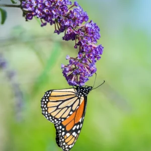 Purple Butterfly Bush Plant Live 4 Inches, Blooming Shrub