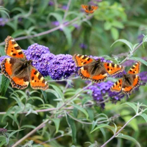 Purple Butterfly Bush Plant Live 4 Inches, Blooming Shrub