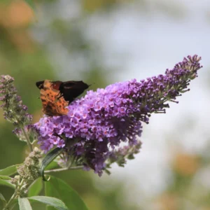 Purple Butterfly Bush Plant Live 4 Inches, Blooming Shrub