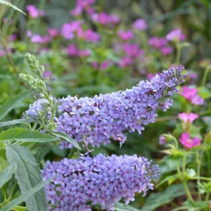 Purple Butterfly Bush Plants Pack - Perennial Garden Outdoor - 3-6 Inches