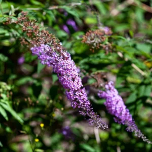 Purple Butterfly Bush Plants Pack - Perennial Garden Outdoor - 3-6 Inches