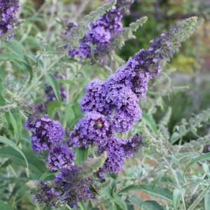 Purple Butterfly Bush Plants Pack - Perennial Garden Outdoor - 3-6 Inches