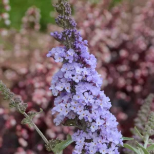 Purple Butterfly Bush Plants Pack - Perennial Garden Outdoor - 3-6 Inches