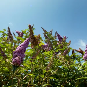 Purple Butterfly Bush Plants Pack - Perennial Garden Outdoor - 3-6 Inches