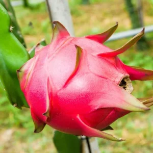 Purple Dragon Fruit Plant Live - 2 Plants, 4-6 Inches Tall, Sweet Fruit