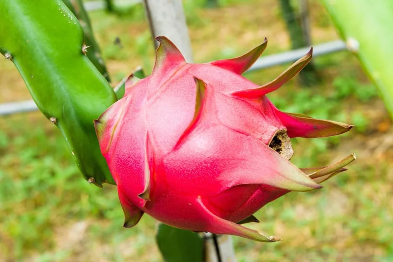 Purple Dragon Fruit Plant Live - 2 Plants, 4-6 Inches Tall, Sweet Fruit