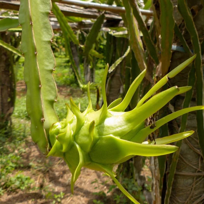 Purple Dragon Fruit Plant Live - 2 Plants, 4-6 Inches Tall, Sweet Fruit