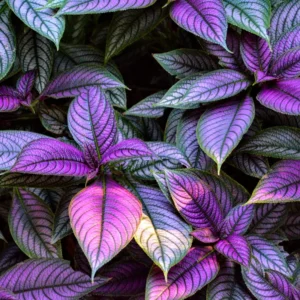 Purple Persian Shield Plant Set - Live Strobilanthes - 4 Inch Potted