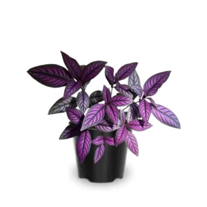 Purple Persian Shield Plant Set - Live Strobilanthes - 4 Inch Potted