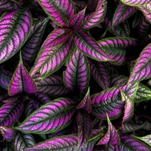 Purple Persian Shield Plant Set - Live Strobilanthes - 4 Inch Potted