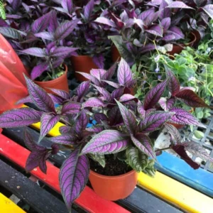 Purple Persian Shield Plant Set - Live Strobilanthes - 4 Inch Potted