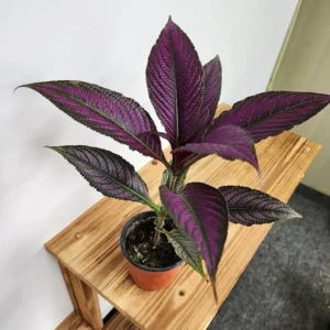 Purple Persian Shield Plant Set - Live Strobilanthes - 4 Inch Potted