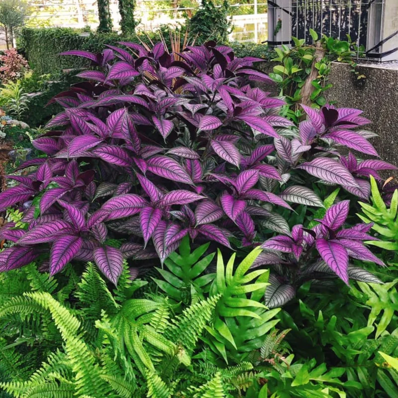 Purple Persian Shield Plant Set - Live Strobilanthes - 4 Inch Potted