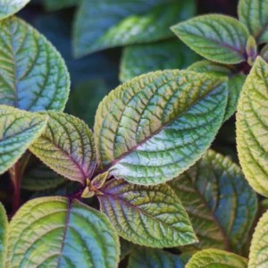 Purple Swedish Ivy Plants Live - 4 Inch Pot - House Plants