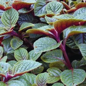 Purple Swedish Ivy Plants Live - 4 Inch Potted House Plants