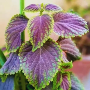 Purple Swedish Ivy Plants Live - 4 Inch Potted House Plants