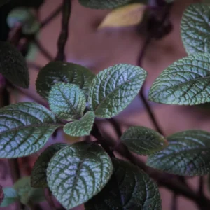 Purple Swedish Ivy Plants Live - 4 Inch Potted House Plants
