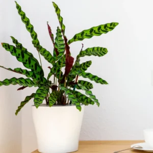 Rattlesnake Plant Calathea Lancifolia 2.5 Inch Potted Live House Plant