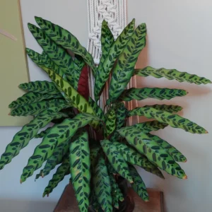Rattlesnake Plant Calathea Lancifolia 2.5 Inch Potted Live House Plant