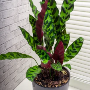 Rattlesnake Plant Calathea Lancifolia 2.5 Inch Potted Live House Plant