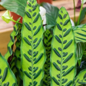 Rattlesnake Plant Calathea Lancifolia 2.5 Inch Potted Live House Plant