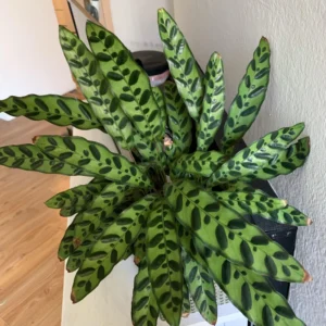 Rattlesnake Plant Calathea Lancifolia - 4 Inch Potted Peacock Plant Live