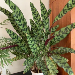 Rattlesnake Plant Calathea Lancifolia - 4 Inch Potted Peacock Plant Live