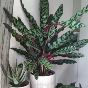 Rattlesnake Plant Calathea Lancifolia - 4 Inch Potted Peacock Plant Live