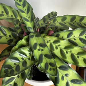 Rattlesnake Plant Calathea Lancifolia - 4 Inch Potted Peacock Plant Live