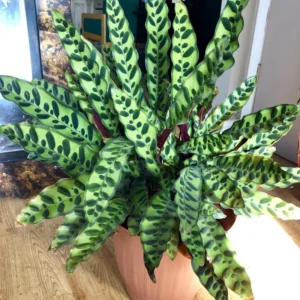 Rattlesnake Plant Calathea Lancifolia - 4 Inch Potted Peacock Plant Live
