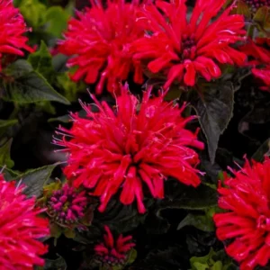 Red Beebalm Plant Live - 4-6 Inches Bareroot Flower Plants For Planting