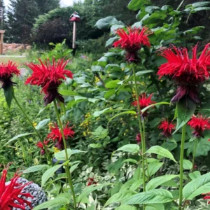 Red Beebalm Plant Live - 4-6 Inches Bareroot Flower Plants For Planting