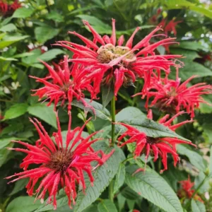 Red Beebalm Plant Live - 4-6 Inches Bareroot Flower Plants For Planting