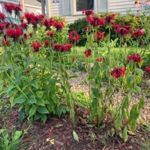Red Beebalm Plant Live - 4-6 Inches Bareroot Flower Plants For Planting
